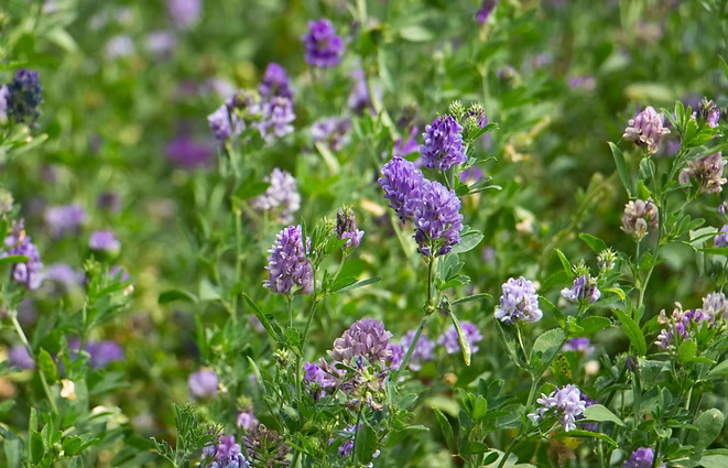 Maya All-in-One Organische Gazonmest